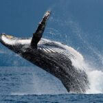 Oahu Whale Watching Catamaran Sail Experience - Experience on the Open Deck Catamaran