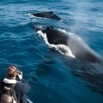 Oahu: Whale Watching Cruise from Waikiki - What to Expect on the Whale Watching Experience