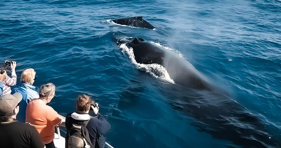 Oahu: Whale Watching Cruise from Waikiki - What to Expect on the Whale Watching Experience
