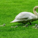 Oakfield Park Day Pass and Train Ride - Riding the 4.5 km Miniature Gauge Railway