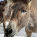 Oatman  Old Western Town RT66 Museum Black Mountain Scenic Drive - Enjoying the Scenic Drive along Black Mountain