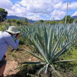 Oaxaca: Ancestral Mezcal Experience - Discovering Santa Catarina Minas: The Heart of Mezcal Heritage