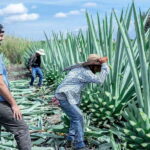 Oaxaca: Mezcal Distillery Tour with Tastings - Origins of Santiago Matatlán, the "World Capital of Mezcal"