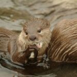 Oberhausen: SEA LIFE Ticket and Behind the Scenes Tour - The Admission to SEA LIFE Oberhausen and Your Free Exploration Time