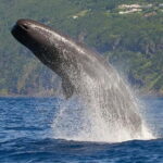 Observation of whales and dolphins in island Pico - How the Whale and Dolphin Observation Tour Is Structured