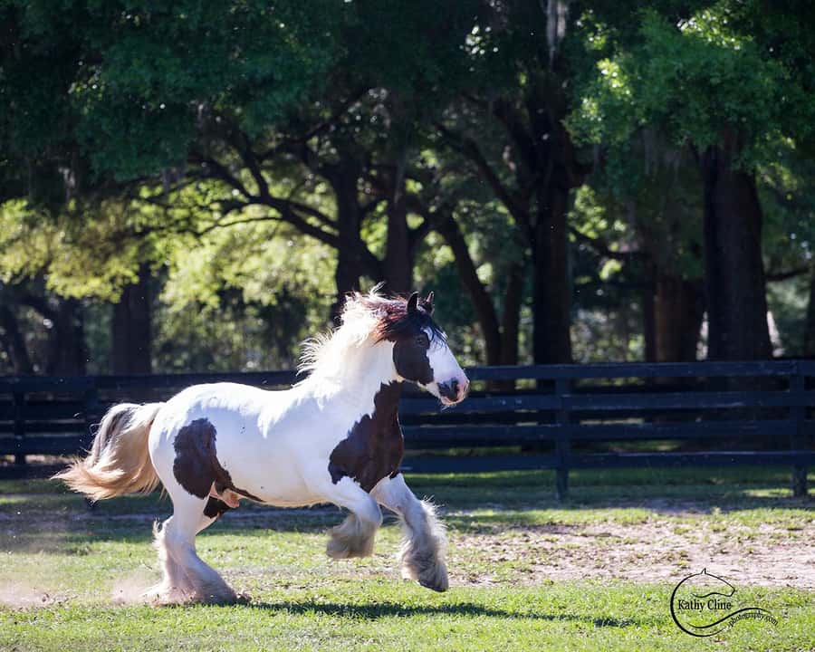 Ocala: Gypsy Gold Horse Farm Horses & History Tour - Visiting the Home of the First 16 Registered Gypsy Vanner Horses