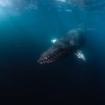 Ocean Safari in San Jose del Cabo - Marine Life Spotting from the Open Ocean