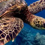Ocean Safari Tour in Cabo San Lucas - Starting Point and Departure in Cabo San Lucas Marina