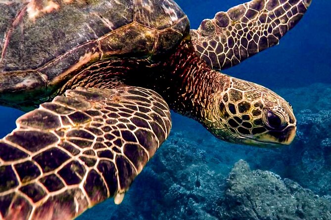 Ocean Safari Tour in Cabo San Lucas - Starting Point and Departure in Cabo San Lucas Marina
