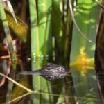 Ochopee: Half-Day Mangrove Tunnel Kayak Tour - Starting Point Near the Tamiami Trail