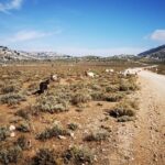 Off-road tour in the Supramonte and visit to Pischina Gurthàddala - Starting Point and Transportation Logistics in Urzulei