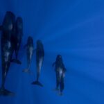 Offshore Safari Adventure in Kona with Underwater Videos - Starting Point at Honokohau Harbor in Kona