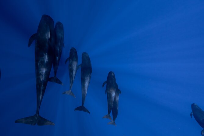 Offshore Safari Adventure in Kona with Underwater Videos - Starting Point at Honokohau Harbor in Kona