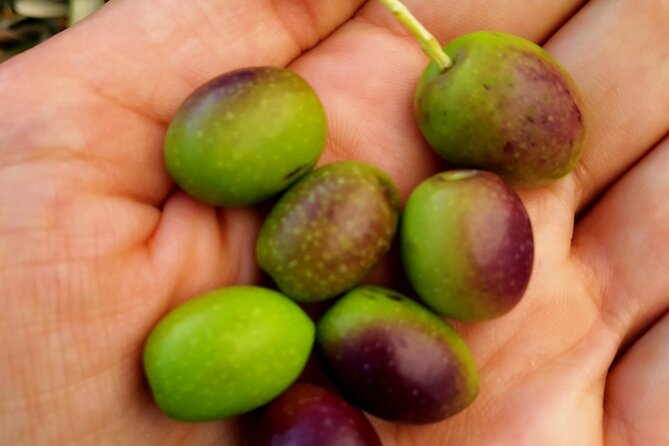 Oil Mill Private Tour with Guided Oil Tasting - What Happens at the Start: Exploring the Oil Mill Operations