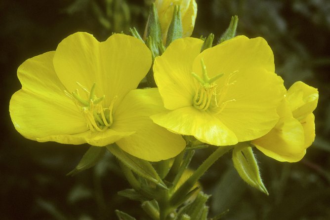 Okanagan Valley Discovery Tour - Convenience and Comfort with Pickups and Small Groups