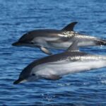 Olbia: Dolphin Watching & Snorkeling Boat Tour near Figarolo - Meeting Point at Moys Marina in Olbia