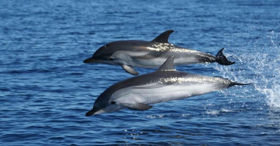 Olbia: Dolphin Watching & Snorkeling Boat Tour near Figarolo - Meeting Point at Moys Marina in Olbia