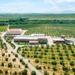Oleotourism and Monumental Cities - The Olive Oil Experience at Finca Badenes