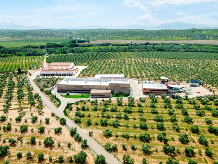 Oleotourism and Monumental Cities - The Olive Oil Experience at Finca Badenes