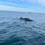 Olhão- Safari Watching Dolphins and other species - Departure from Olhão at Avenida 5 de Outubro