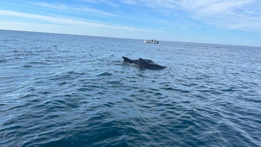 Olhão- Safari Watching Dolphins and other species - Departure from Olhão at Avenida 5 de Outubro