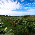 Olive farm & village - Scenic Walks Through Olive Groves and Vineyard Lands