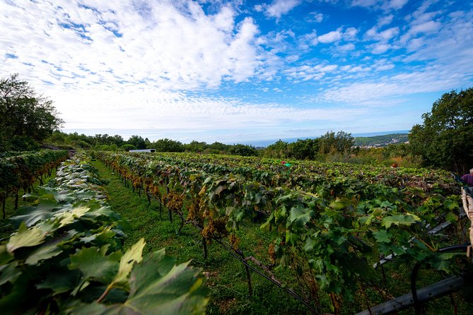 Olive farm & village - Scenic Walks Through Olive Groves and Vineyard Lands