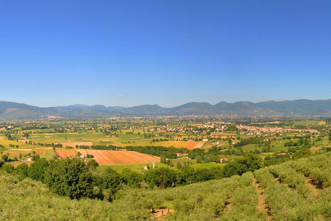 Olive oil tasting with oil mill tour in Umbria. - Behind the Scenes at the Oil Mill