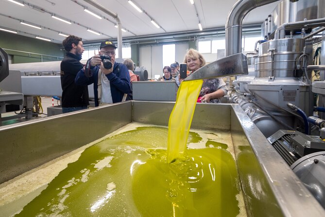 Olive Tree Tour, Visit Vallarella Oil Mill, Oil Tasting - Walking Among Centenarian Olive Trees in the Puglia Countryside