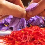 Olmedo: visit to the saffron workshop with tasting - Visiting the Saffron Farm in Olmedo