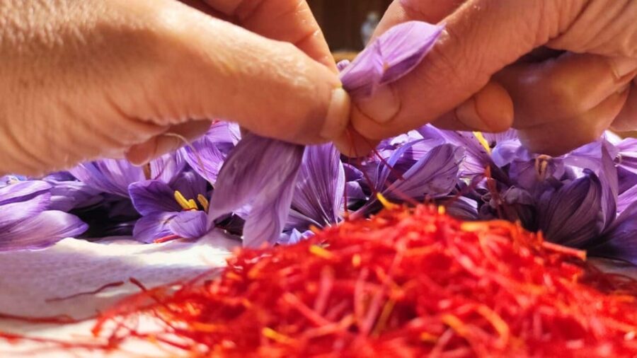 Olmedo: visit to the saffron workshop with tasting - Visiting the Saffron Farm in Olmedo