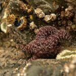 Olympic Full Day Private Tour & Hike - Scenic Vistas from Mountain Peaks to Rocky Beaches