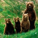 One day trip Bear Sanctuary, Dracula Castle, Rasnov Fortress from Brasov - Exploring Dracula’s Legend at Bran Castle