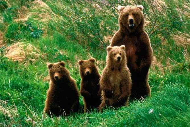 One day trip Bear Sanctuary, Dracula Castle, Rasnov Fortress from Brasov - Exploring Dracula’s Legend at Bran Castle