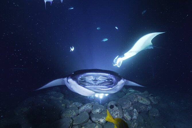 One Tank Manta Night Dive and Snorkel - The Experience with Manta Rays and Dolphins