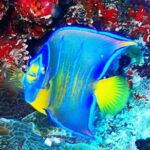 Open Water Certification Course-PADI - Starting Your Certification at Dive Center and E-learning