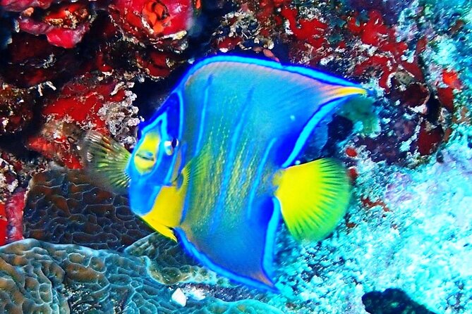 Open Water Certification Course-PADI - Starting Your Certification at Dive Center and E-learning