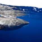 Open Water Shark Dive - Meet at Haleiwa Boat Harbor for a Small-Group Ocean Adventure