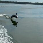 Orange Beach: Dolphin-Watching Eco-Boat Tour - The Route and Scenic Highlights of the Dolphin Cruise