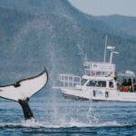 Orca Cove Sea Kayaking - What Makes Orca Cove the Ideal Kayaking Destination