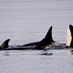 Orcas Island: Orca Whales guaranteed boat tour - Meeting Point and Check-in Details on Orcas Island
