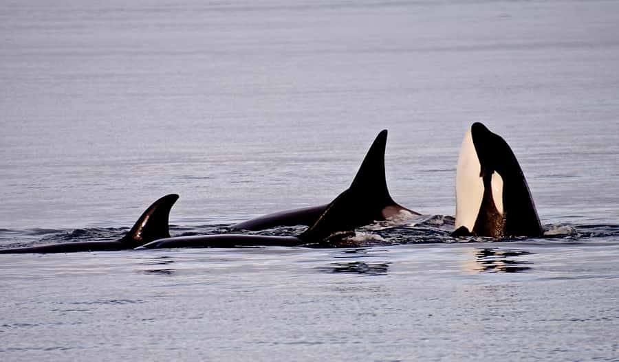 Orcas Island: Orca Whales guaranteed boat tour - Meeting Point and Check-in Details on Orcas Island