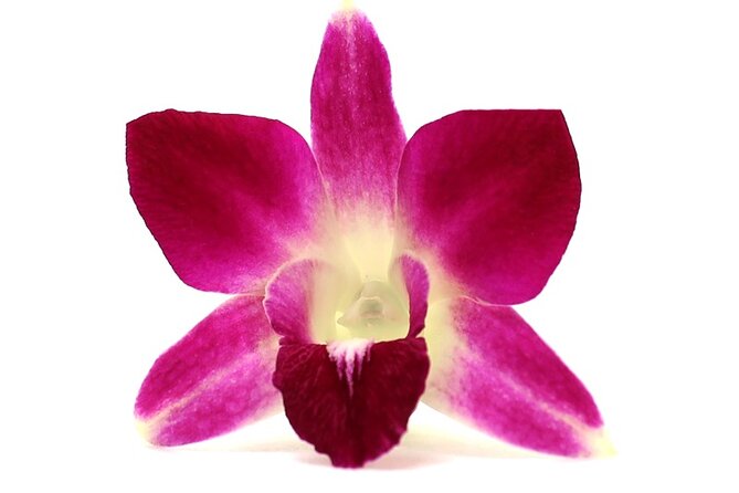 Orchid Airport Lei Greeting (Maui, Kahului Airport, OGG) - What’s Included in the Orchid Lei Greeting
