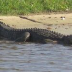 Orlando: Airboat Safari with Transportation - Convenient Pickup Locations and Flexible Timing