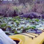 Orlando Alligator Experience - Scenic Route Through Little Big Econ State Forest
