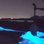 Orlando: Bioluminescence Clear Kayaking or Paddleboarding - Meeting Point and Accessibility Details