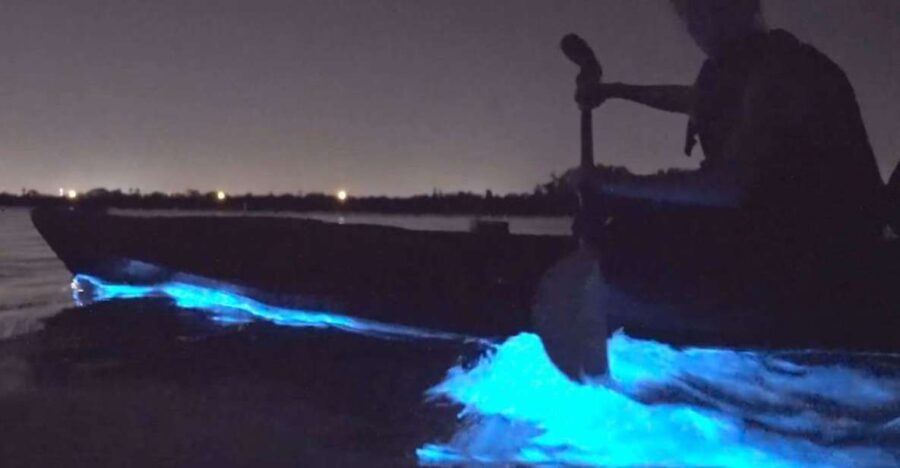 Orlando: Bioluminescence Clear Kayaking or Paddleboarding - Meeting Point and Accessibility Details