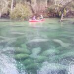 Orlando Manatee Encounters - The Kayak Route and Key Wildlife Viewing Spots