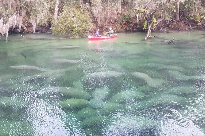Orlando Manatee Encounters - The Kayak Route and Key Wildlife Viewing Spots
