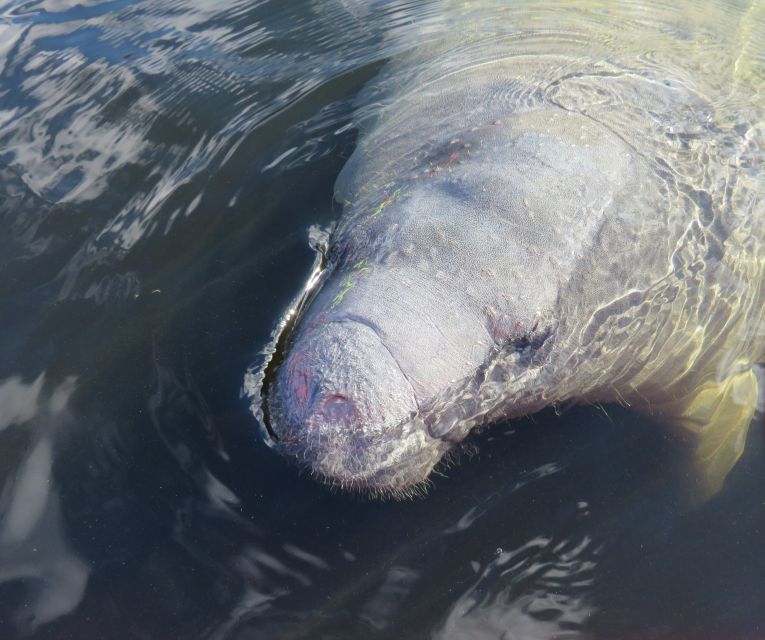 Orlando: Small Group Manatee Discovery Kayak Tour - What Makes the Small Group Experience Special